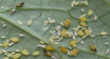 Jak se zbavit a vypořádat se s mšicemi v cuketách, jak je zpracovat